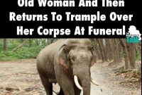 Update Link Twitter Elephant Enterrement Video Elephant Enterrement
