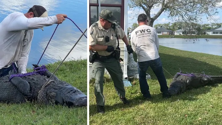 85 Year Old Woman Killed By Alligator Full Video